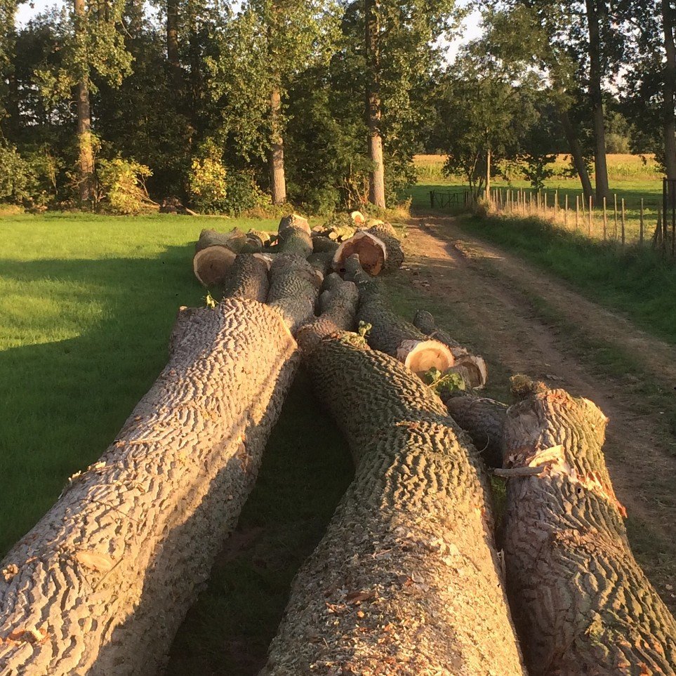 Gevelde bomen klaar om afgevoerd te worden